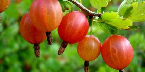 Kada i kako orezati ogrozd